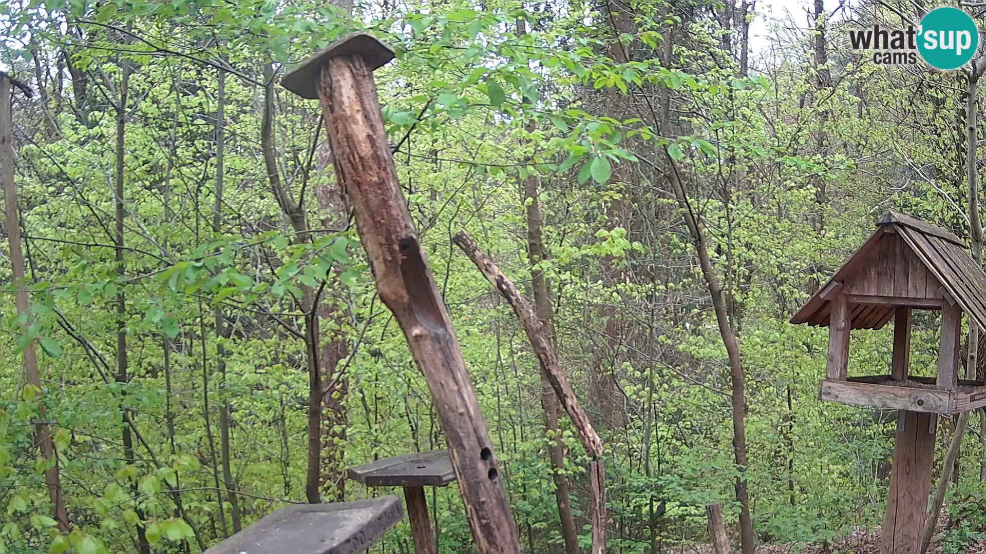 Bird feeders at ZOO Ljubljana webcam