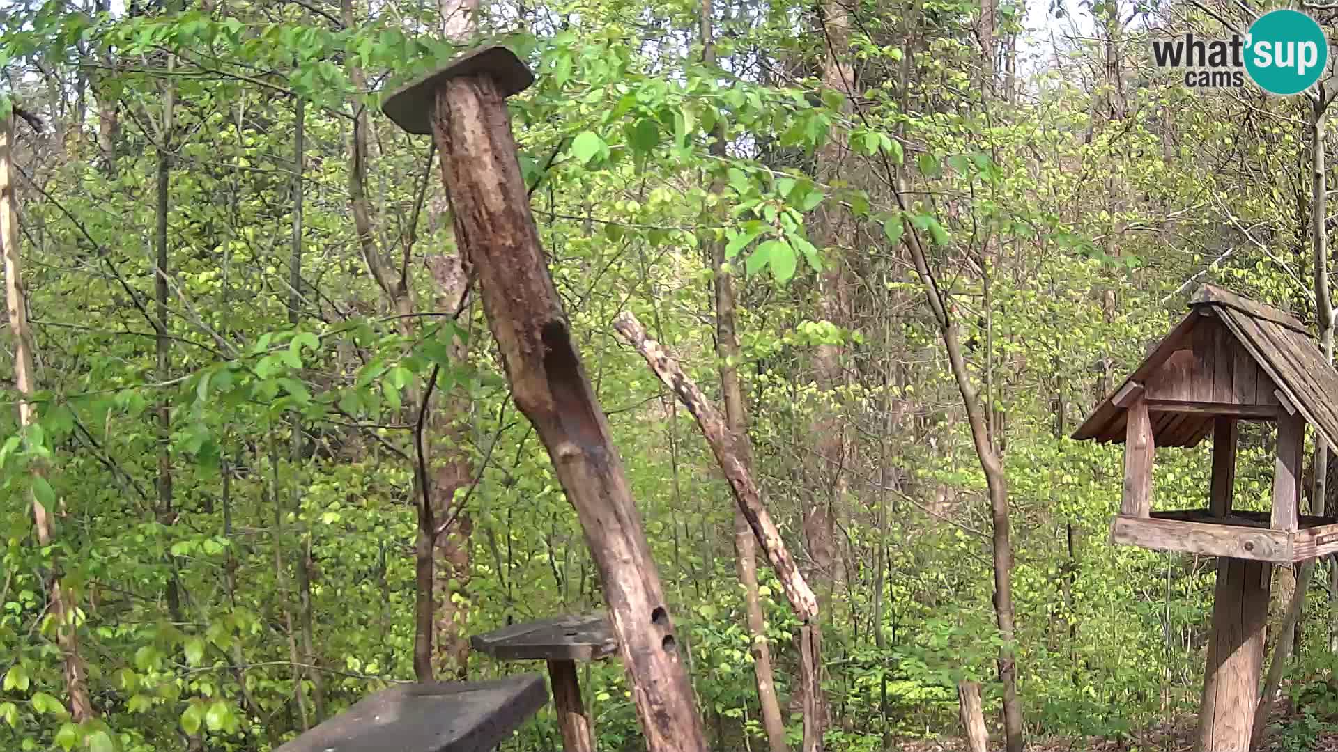 Mangeoires pour oiseaux au ZOO live webcam Ljubljana