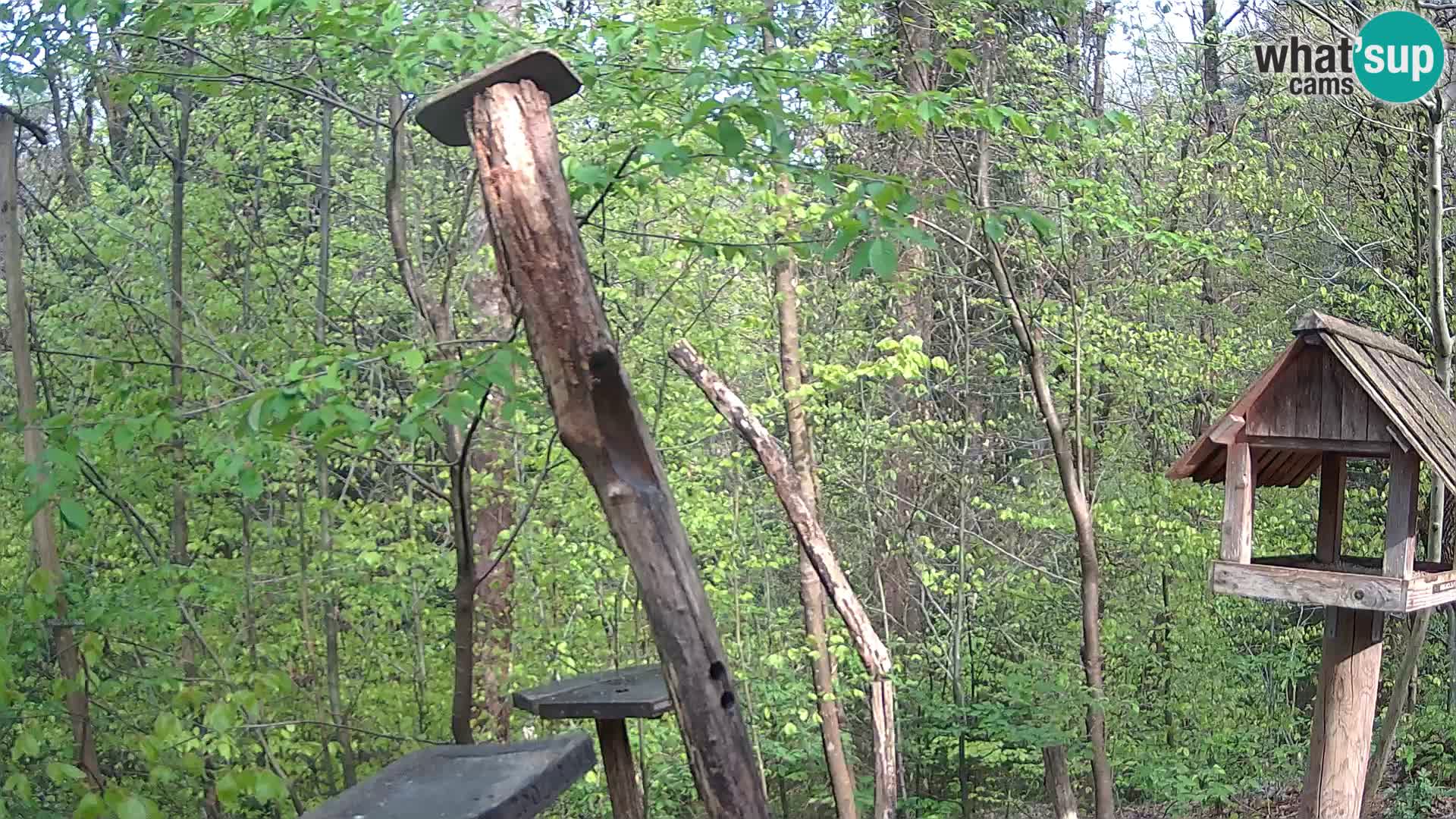 Krmilnice za ptiče v ZOO Ljubljana spletna kamera