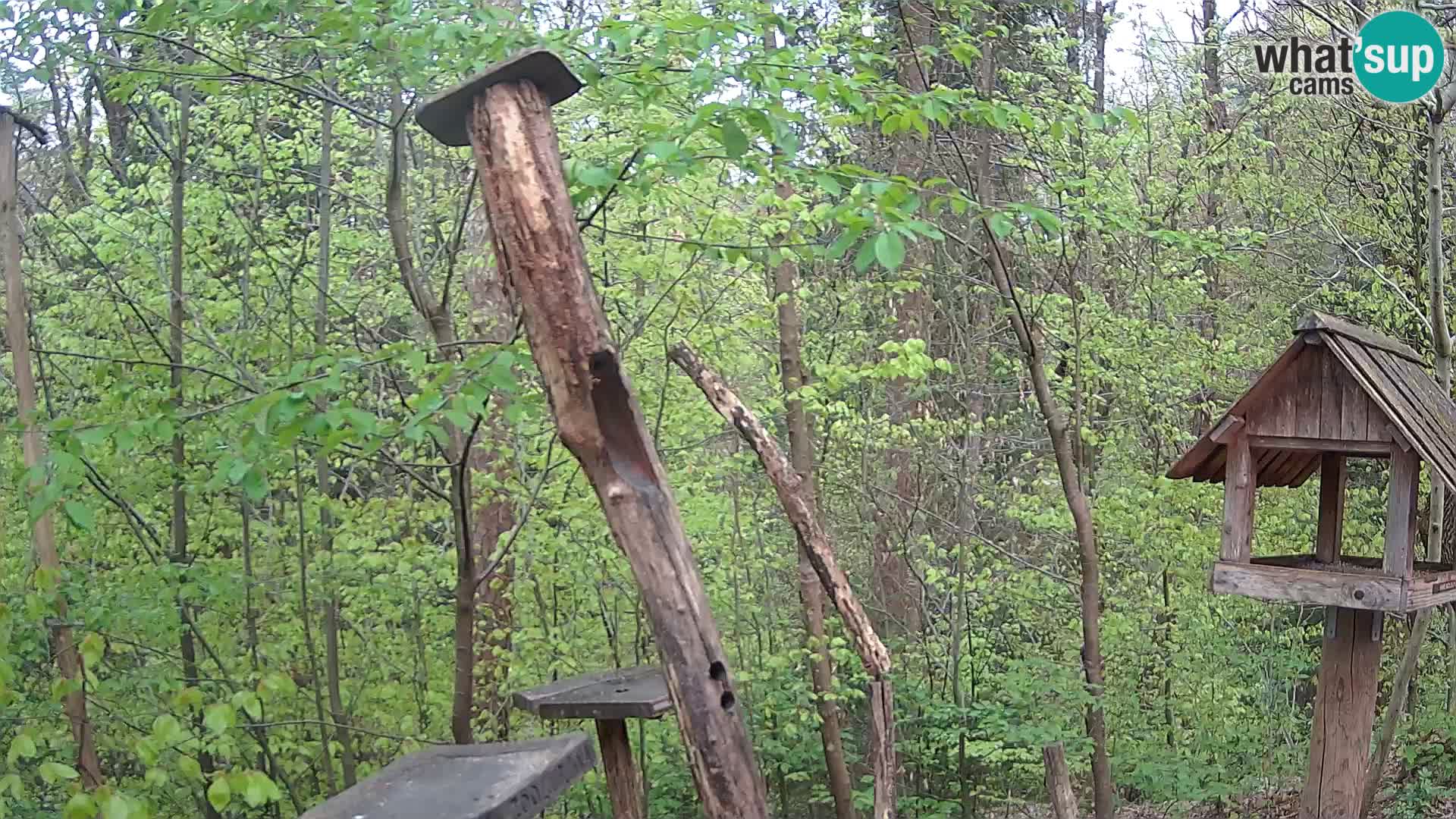 Vogelfutterhäuschen im ZOO webcam Ljubljana