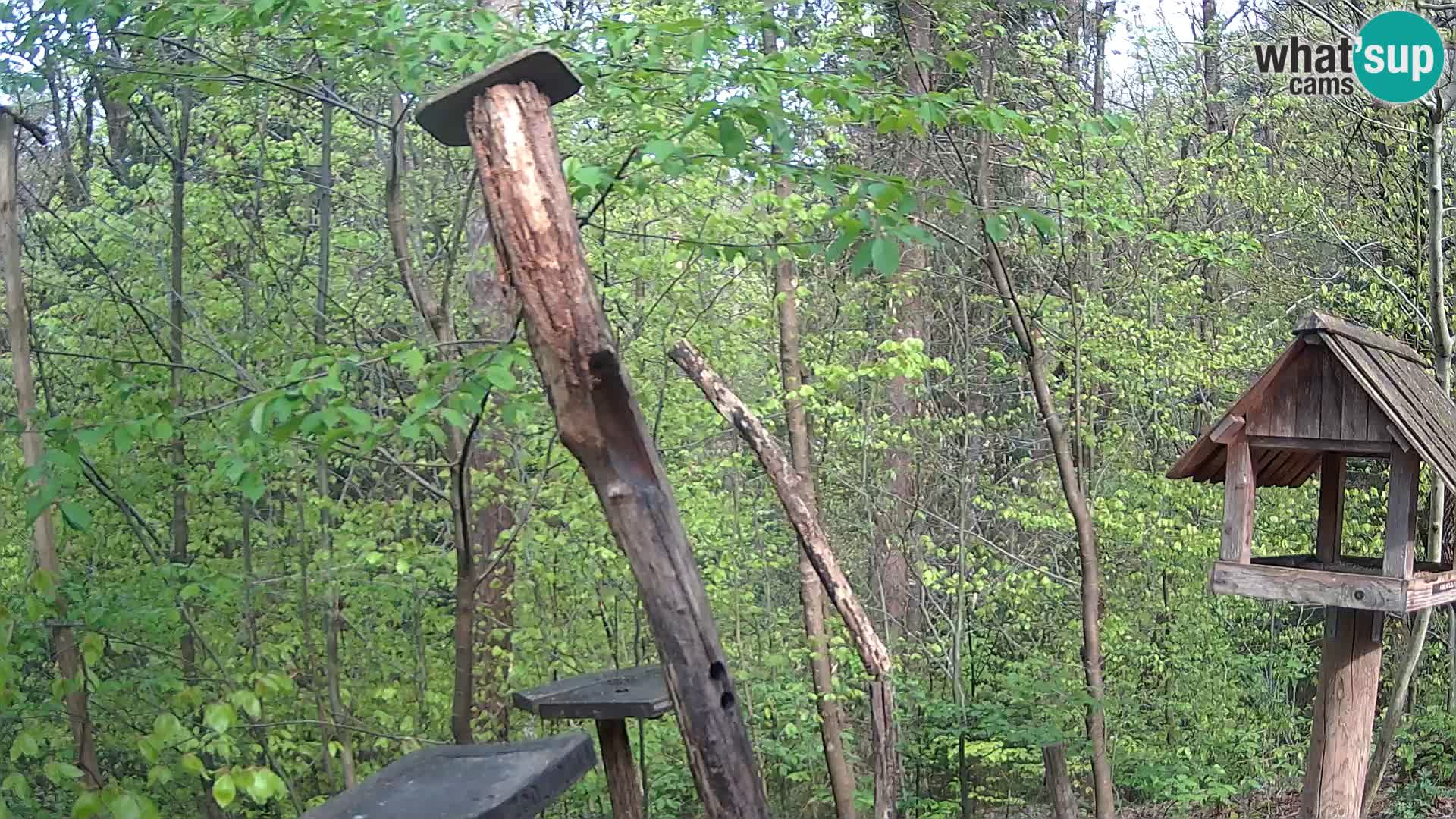 Comederos para pájaros en ZOO Ljubljana camera en vivo
