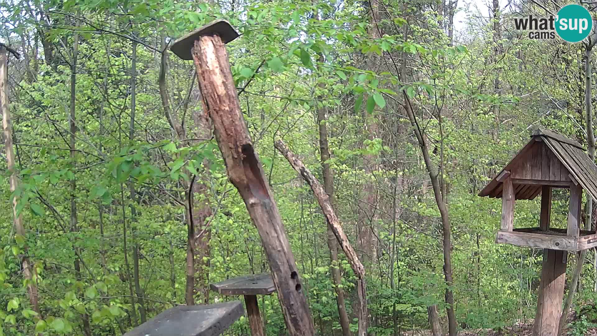 Mangeoires pour oiseaux au ZOO live webcam Ljubljana