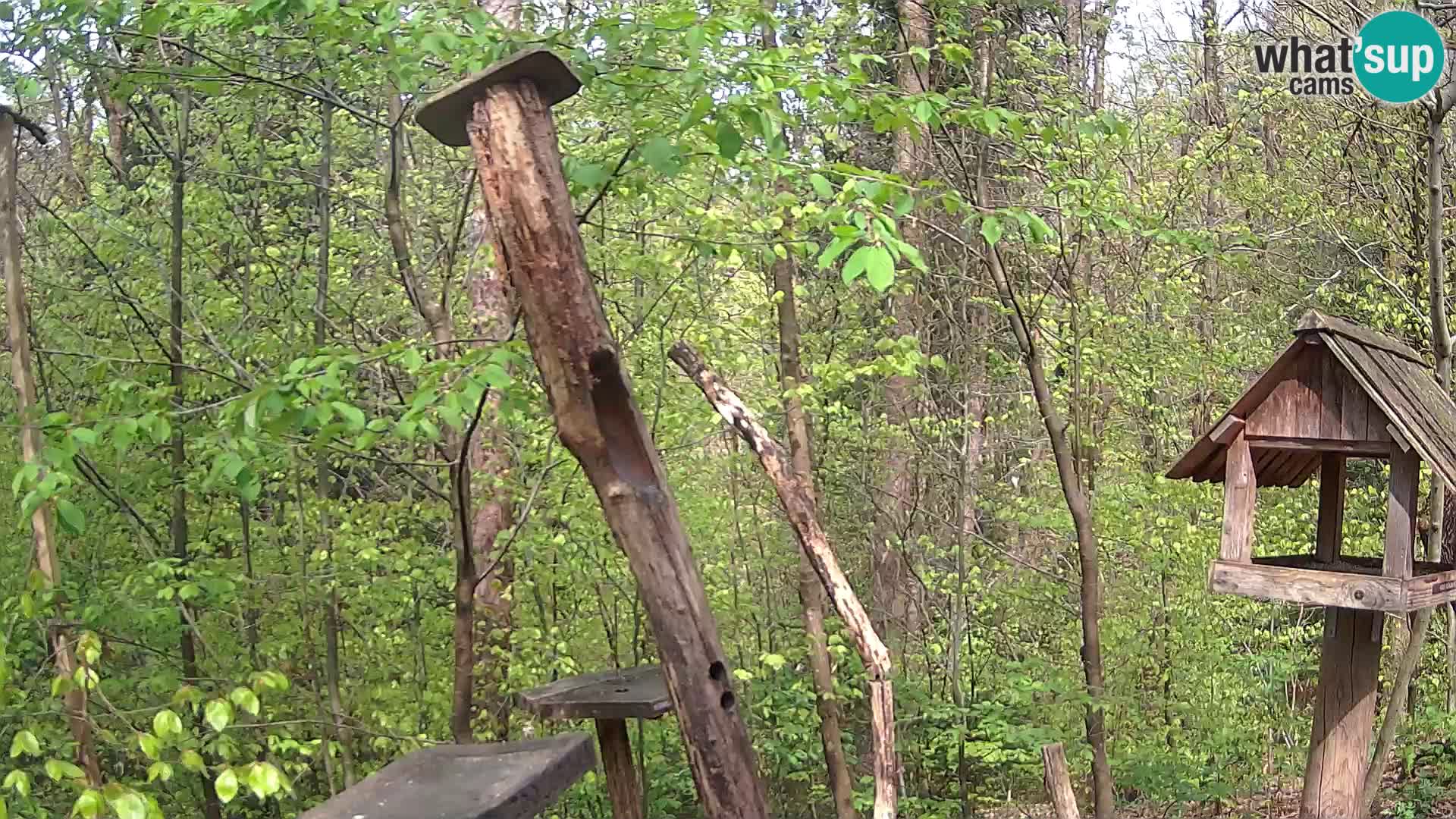 Krmilnice za ptiče v ZOO Ljubljana spletna kamera