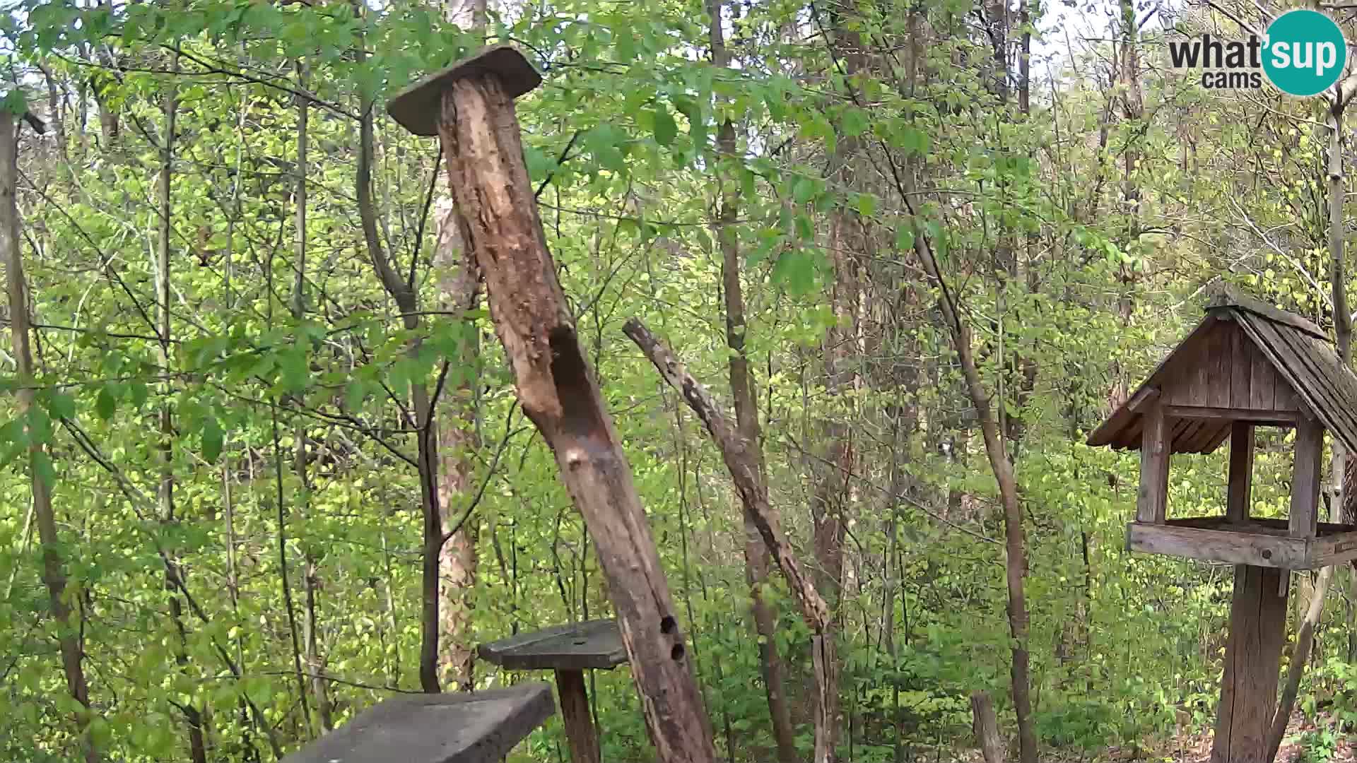 Vogelfutterhäuschen im ZOO webcam Ljubljana