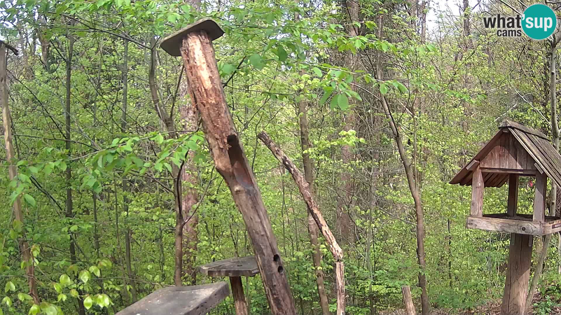 Vogelfutterhäuschen im ZOO webcam Ljubljana