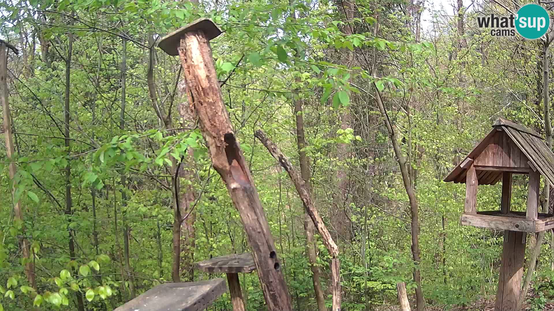 Krmilnice za ptiče v ZOO Ljubljana spletna kamera
