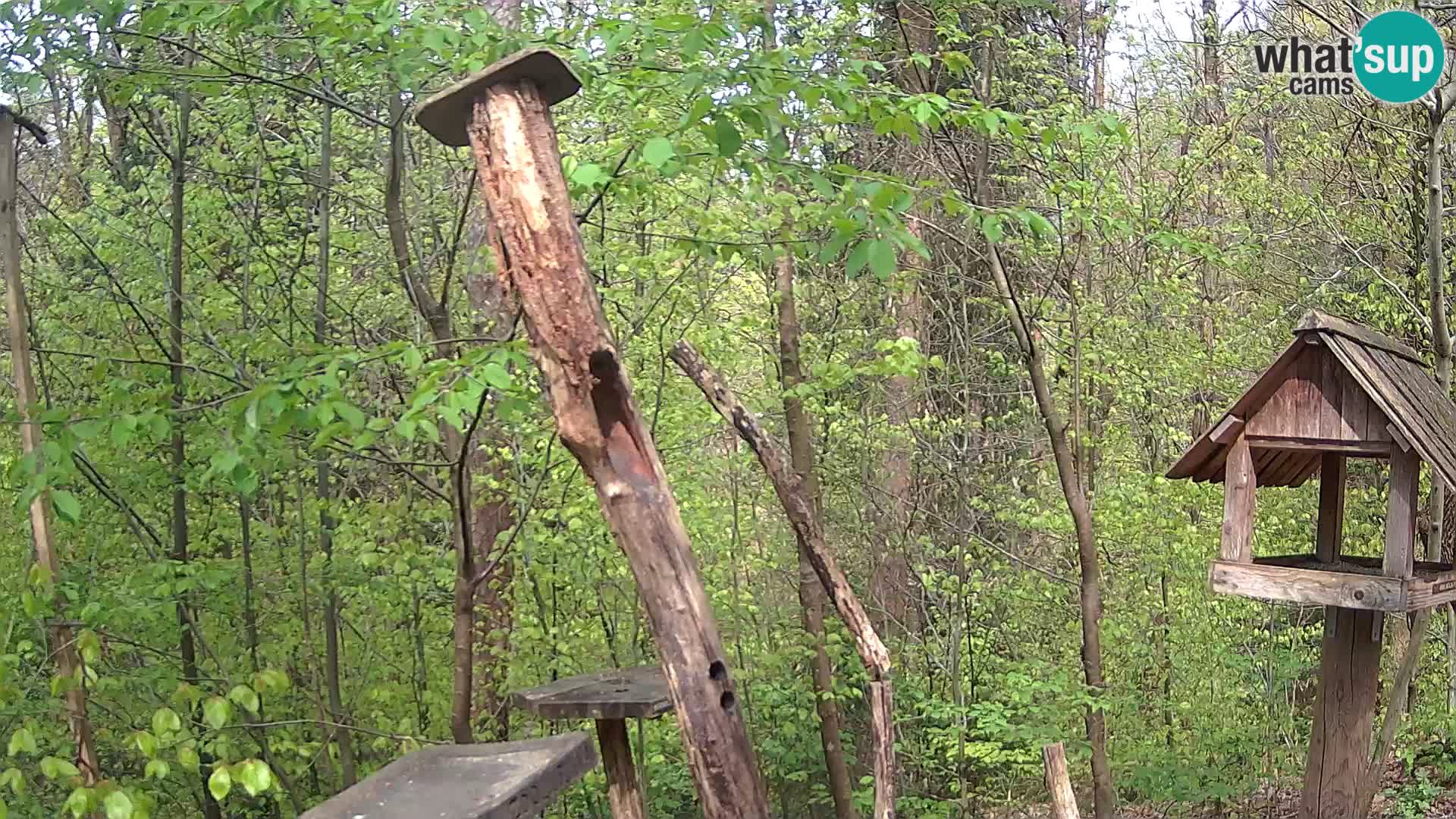 Comederos para pájaros en ZOO Ljubljana camera en vivo