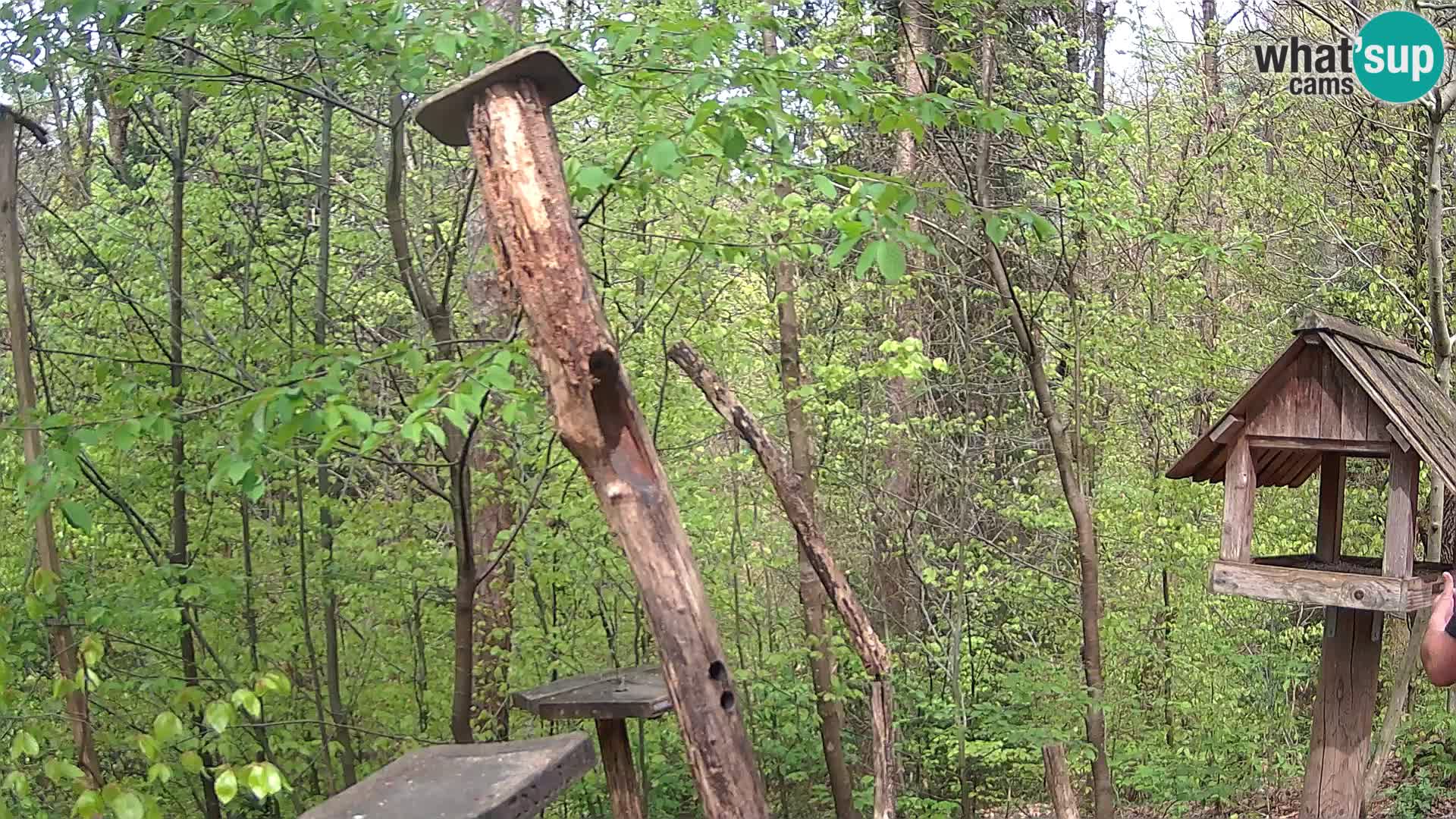 Mangiatoie per uccelli allo ZOO di Lubiana livecam