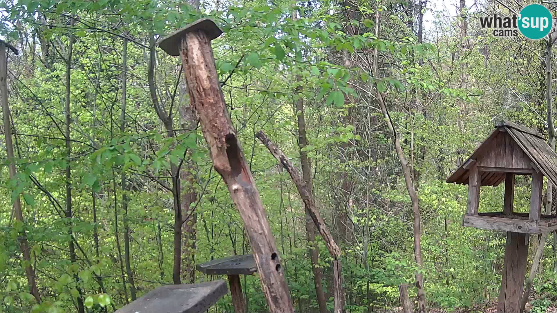 Vogelfutterhäuschen im ZOO webcam Ljubljana
