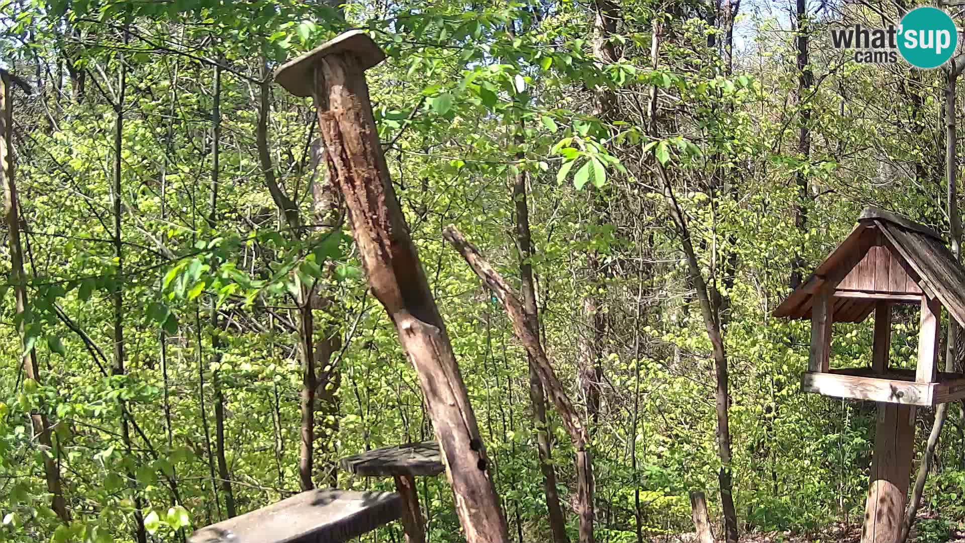 Mangiatoie per uccelli allo ZOO di Lubiana livecam