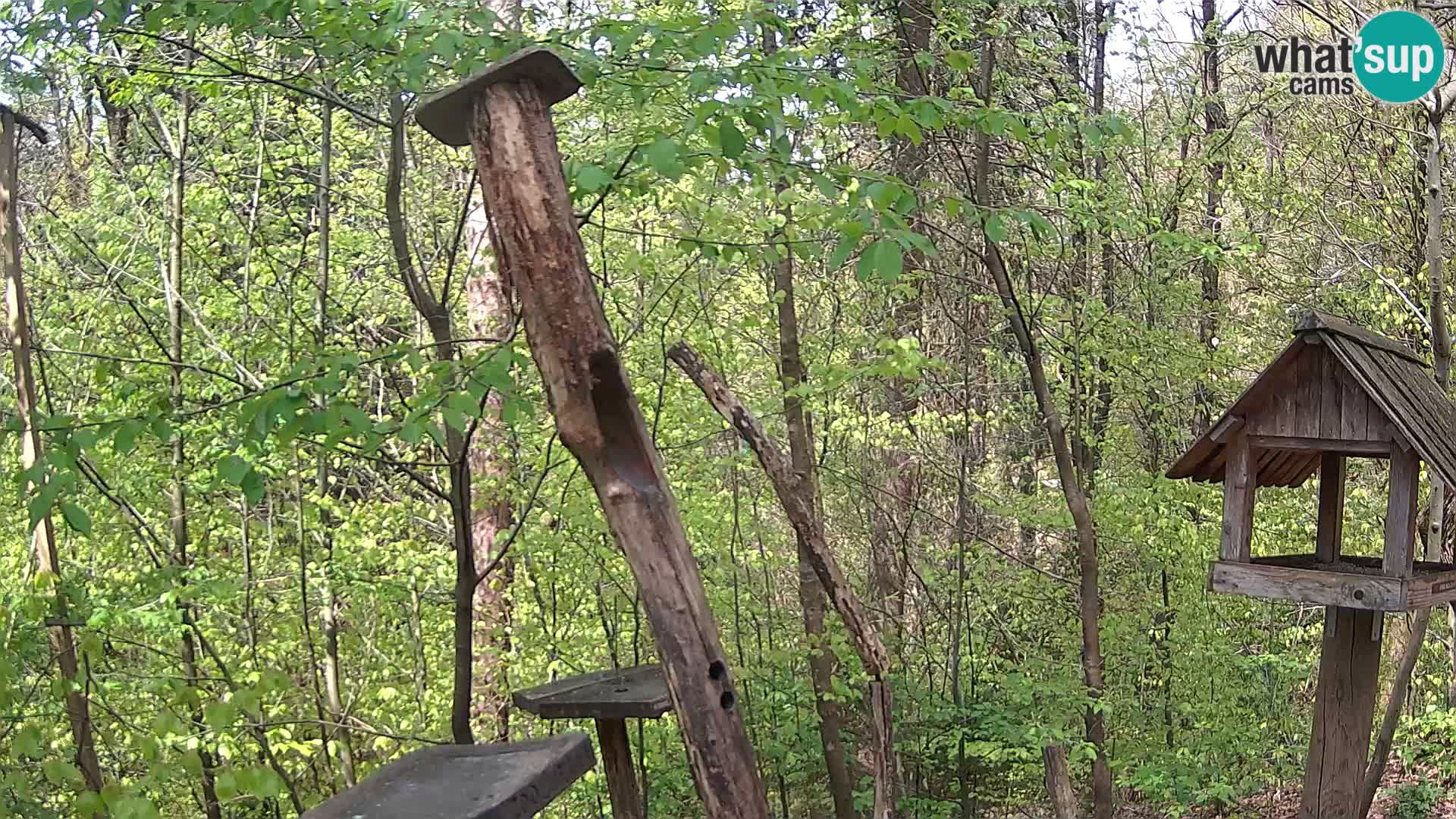 Hranilice za ptice u ZOO web kamera Ljubljana