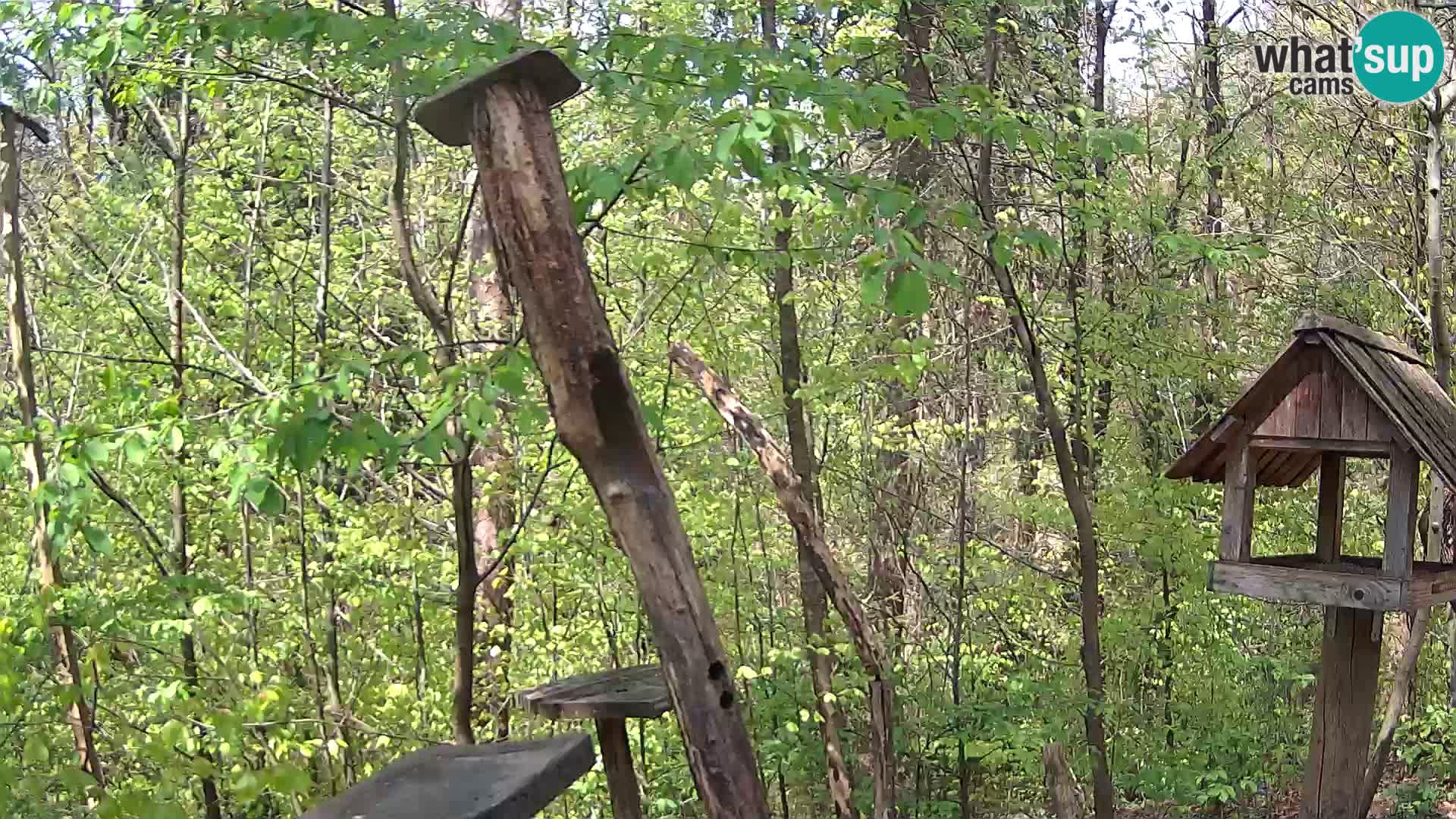 Krmilnice za ptiče v ZOO Ljubljana spletna kamera