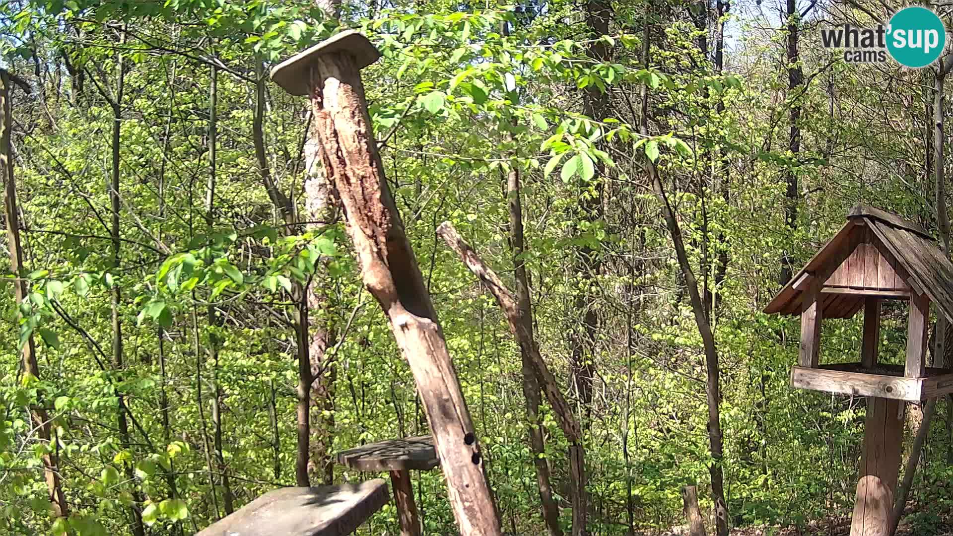 Mangiatoie per uccelli allo ZOO di Lubiana livecam