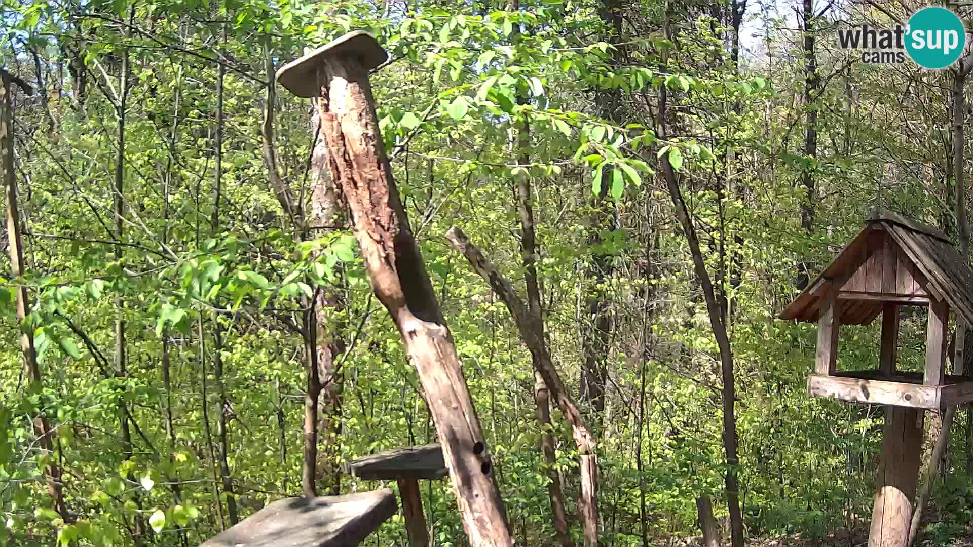 Mangiatoie per uccelli allo ZOO di Lubiana livecam