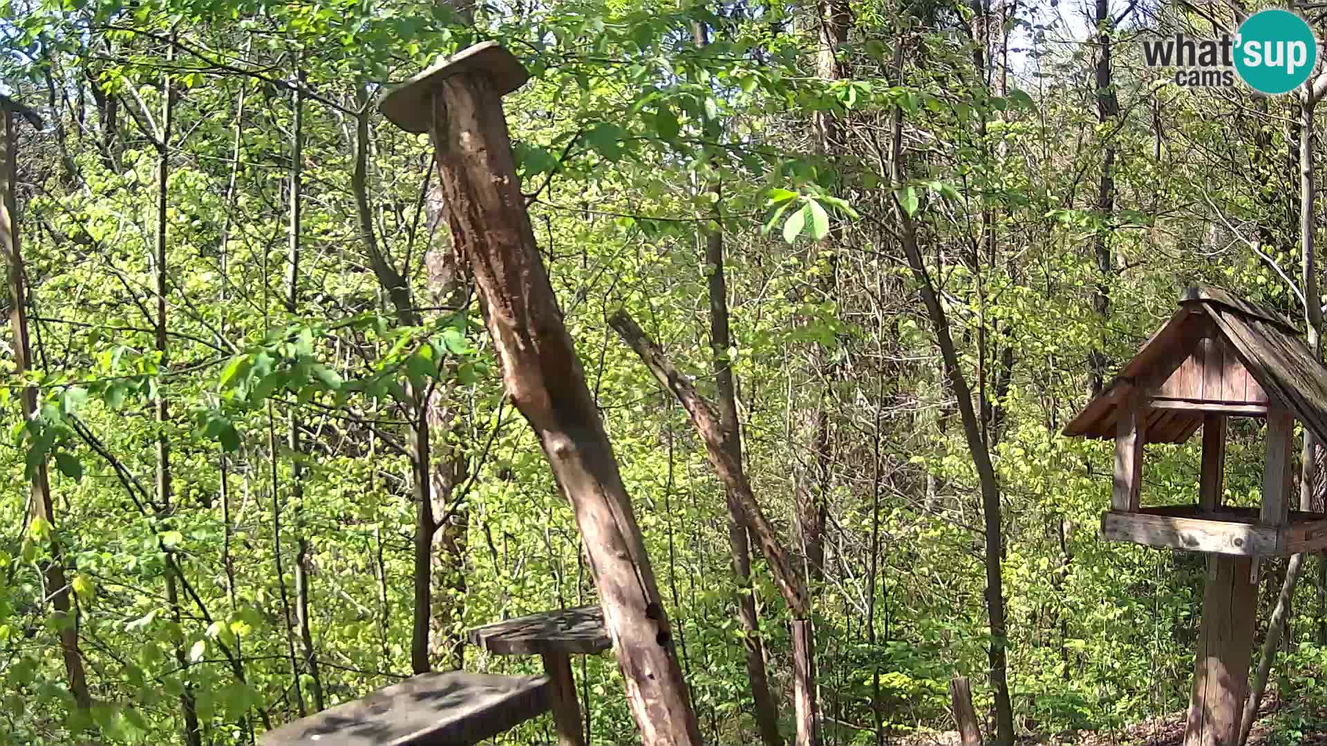 Mangiatoie per uccelli allo ZOO di Lubiana livecam