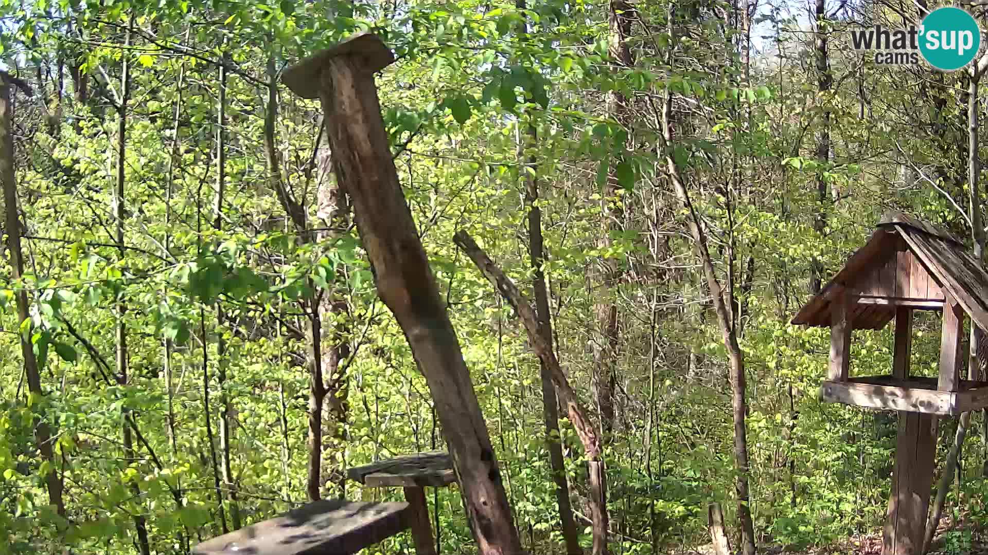 Vogelfutterhäuschen im ZOO webcam Ljubljana