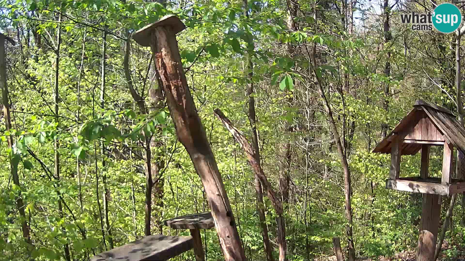 Vogelfutterhäuschen im ZOO webcam Ljubljana