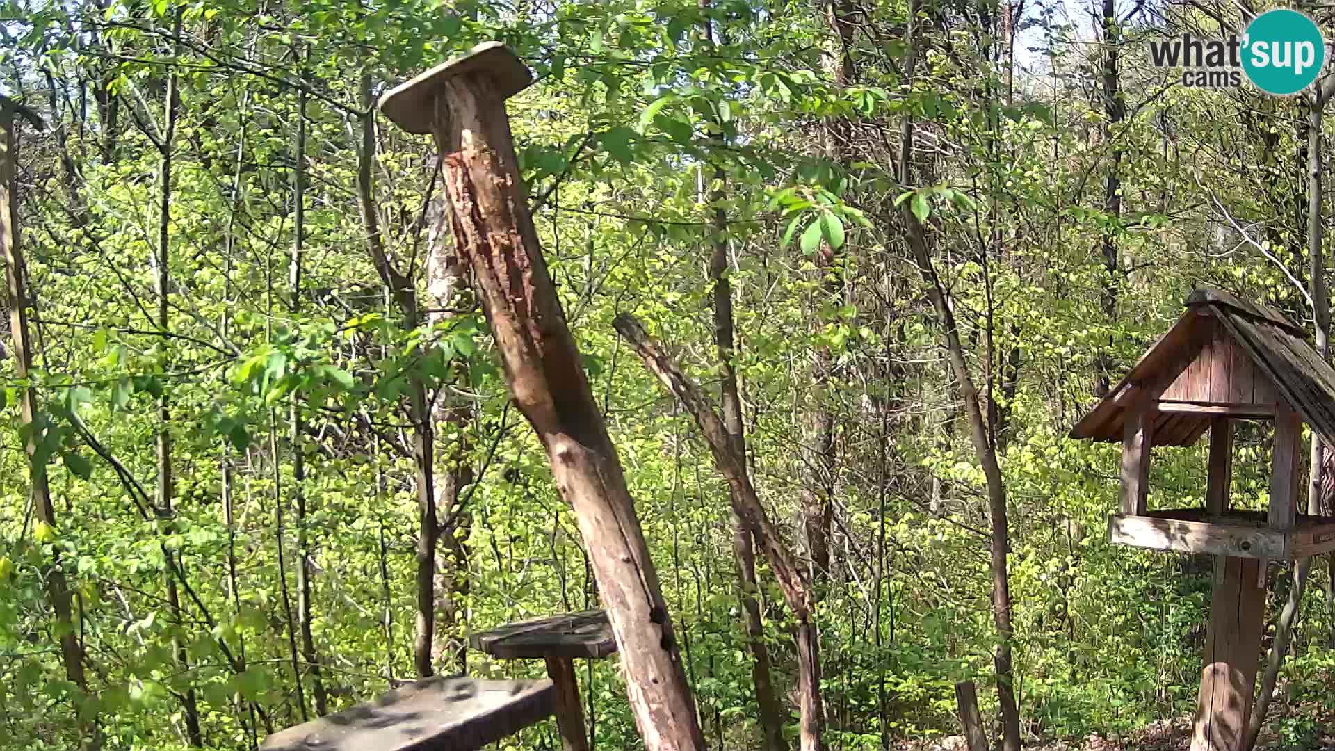 Vogelfutterhäuschen im ZOO webcam Ljubljana