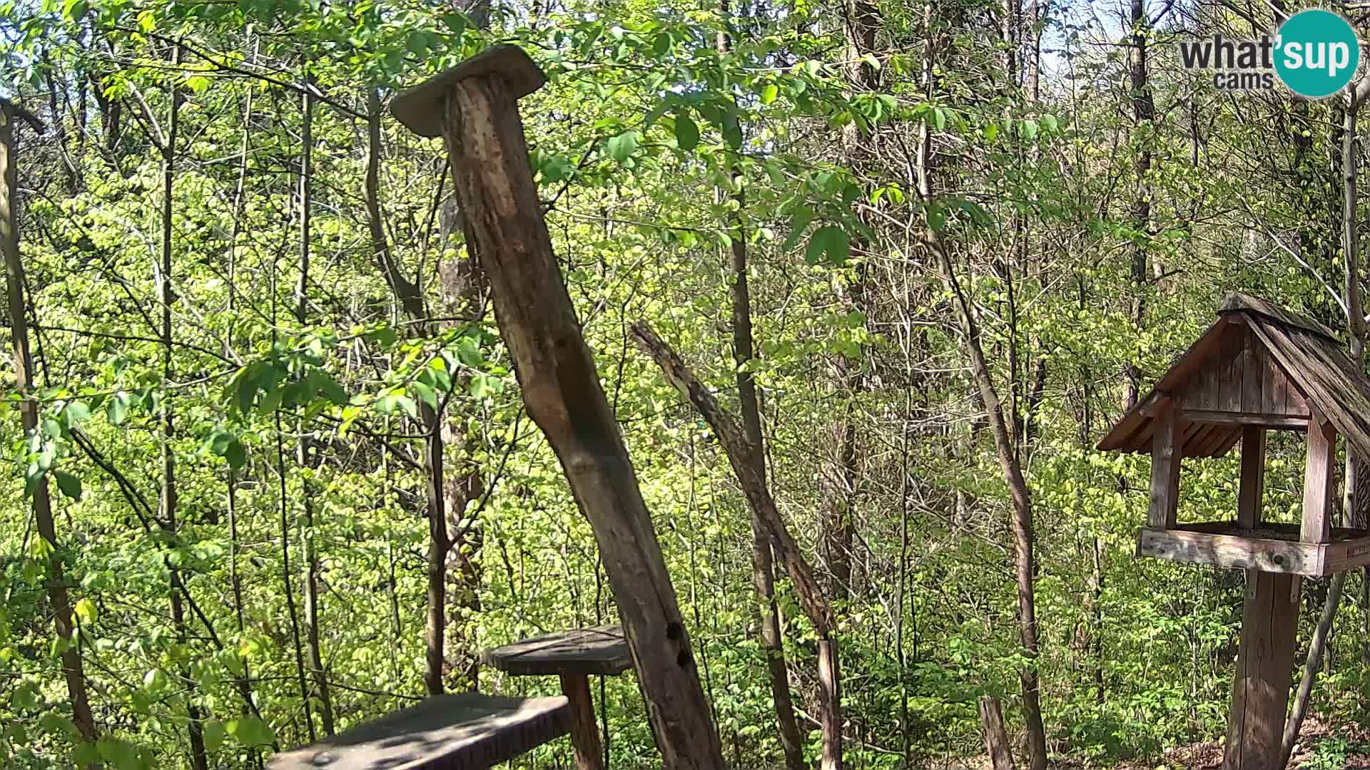 Hranilice za ptice u ZOO web kamera Ljubljana