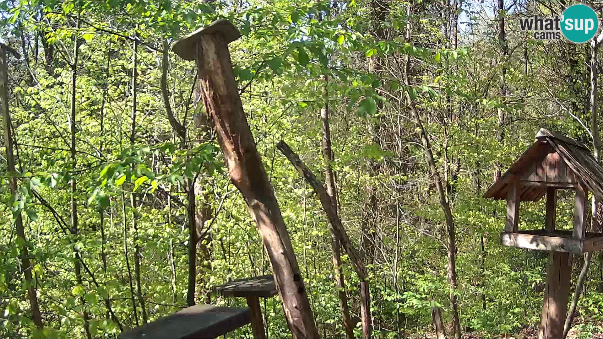 Mangiatoie per uccelli allo ZOO di Lubiana livecam