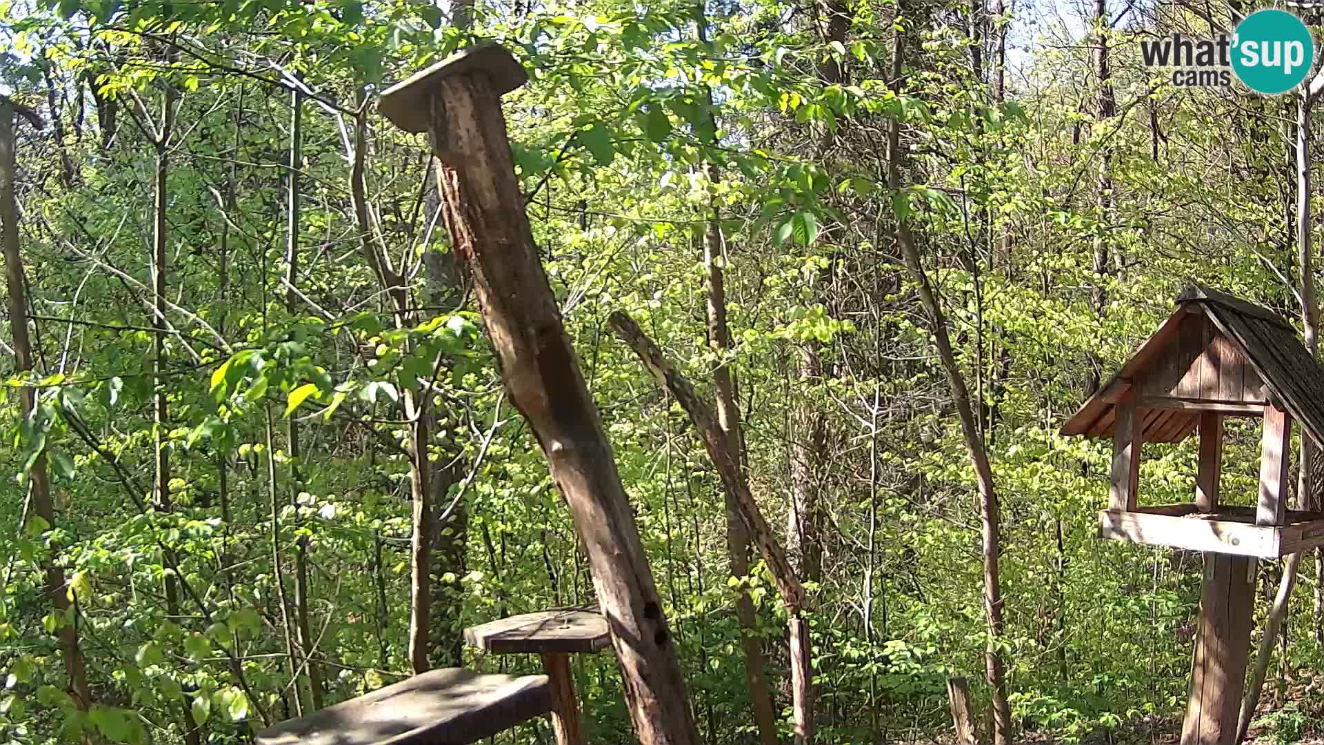 Mangeoires pour oiseaux au ZOO live webcam Ljubljana