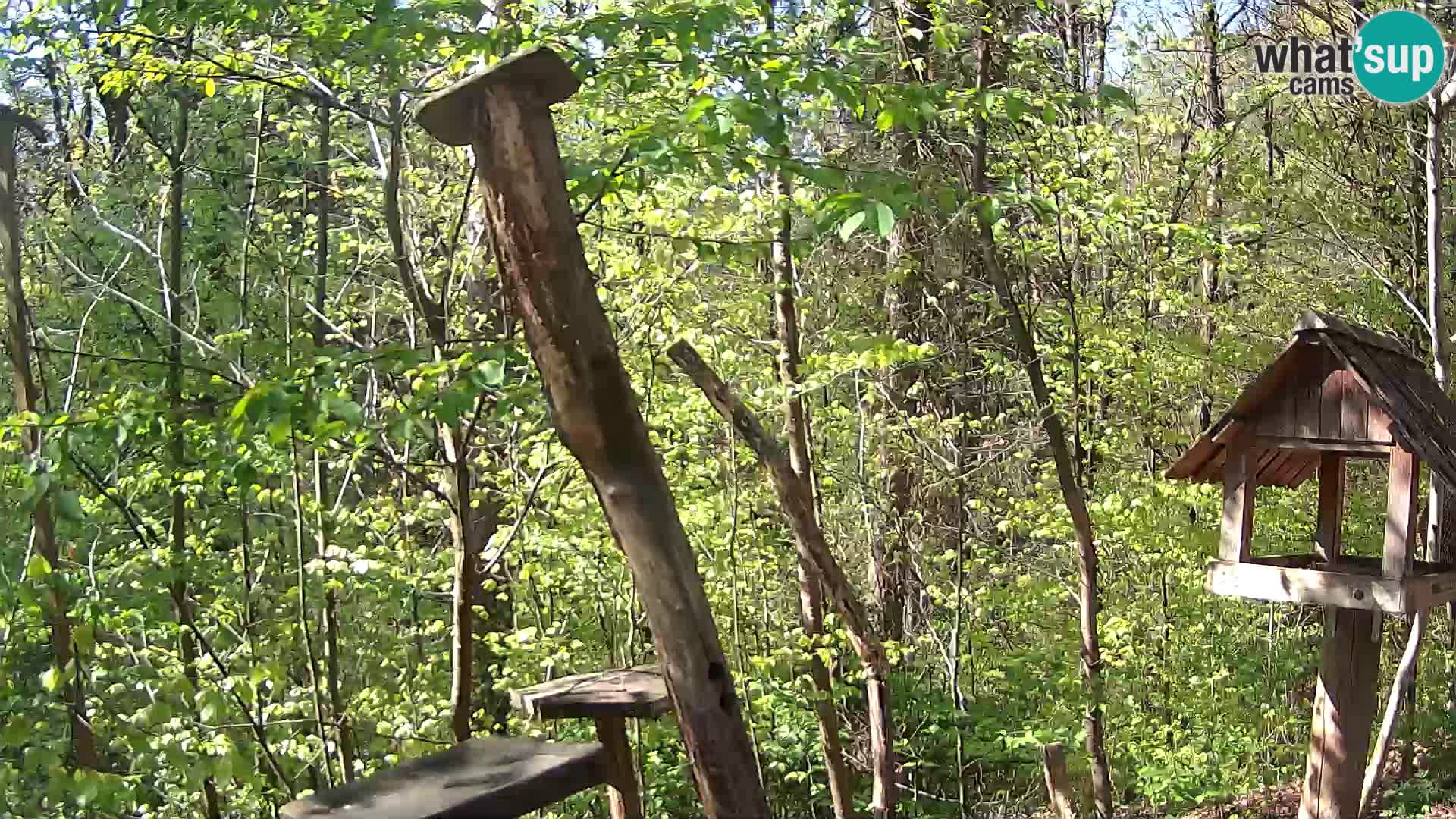 Vogelfutterhäuschen im ZOO webcam Ljubljana