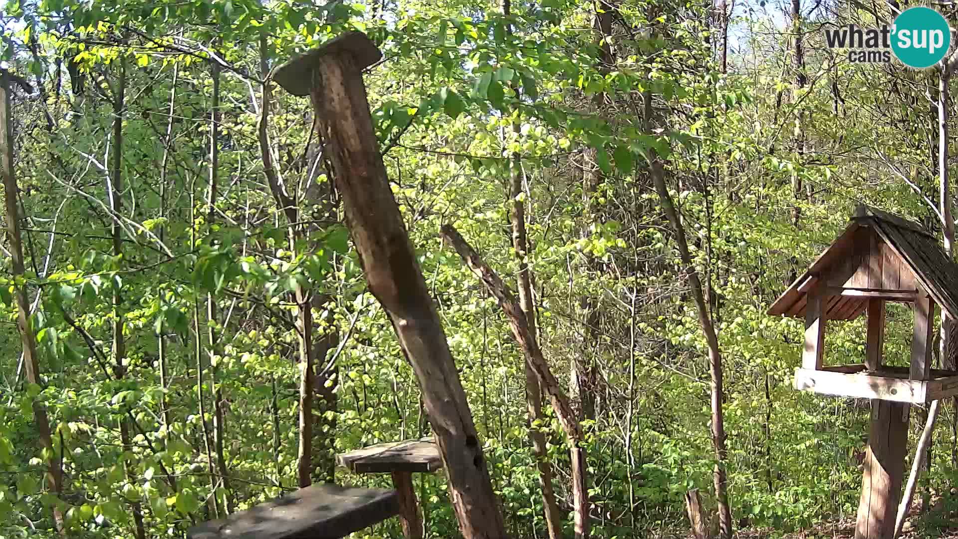 Comederos para pájaros en ZOO Ljubljana camera en vivo
