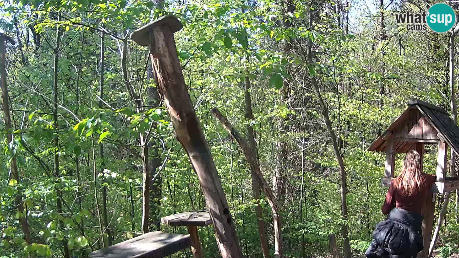 Krmilnice za ptiče v ZOO Ljubljana spletna kamera