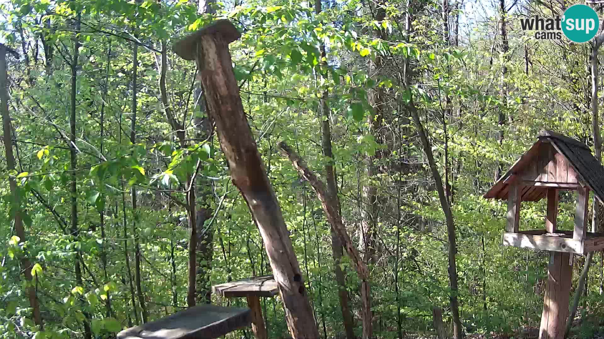 Vogelfutterhäuschen im ZOO webcam Ljubljana