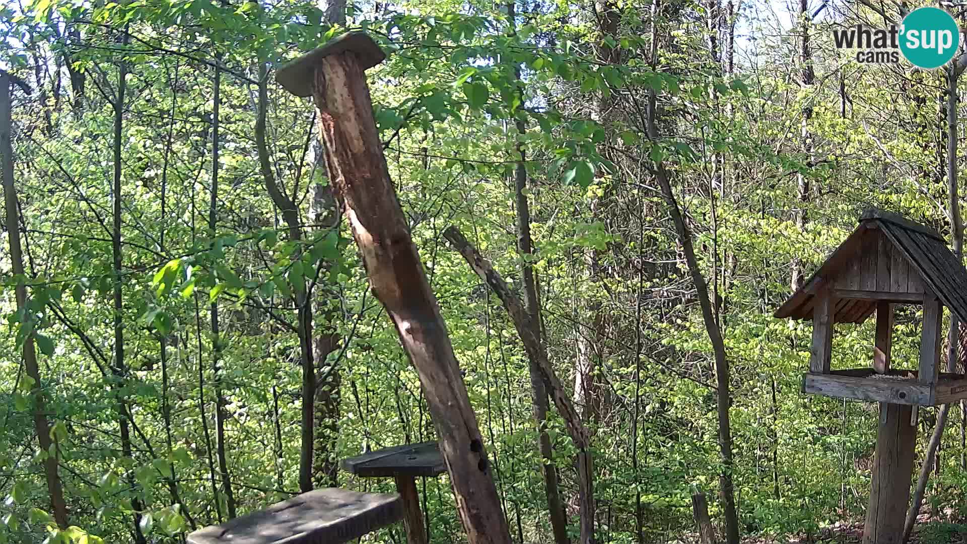 Bird feeders at ZOO Ljubljana webcam