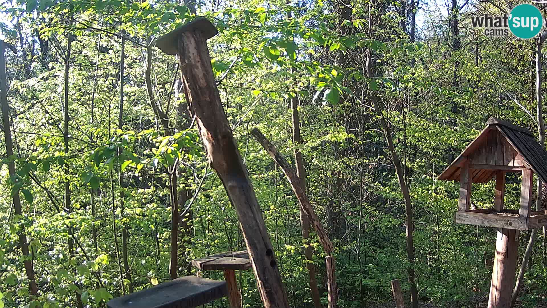 Hranilice za ptice u ZOO web kamera Ljubljana