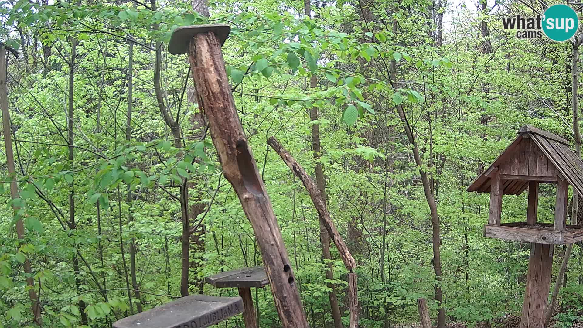 Hranilice za ptice u ZOO web kamera Ljubljana