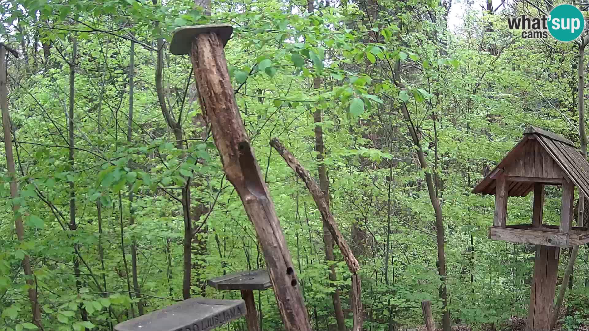 Hranilice za ptice u ZOO web kamera Ljubljana