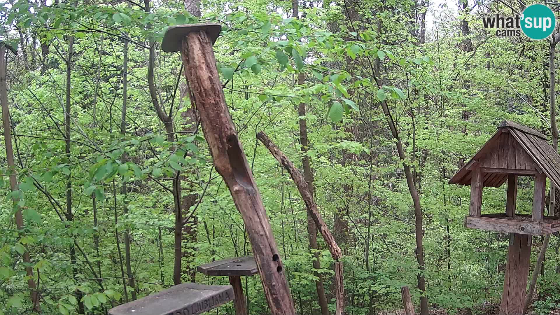 Hranilice za ptice u ZOO web kamera Ljubljana