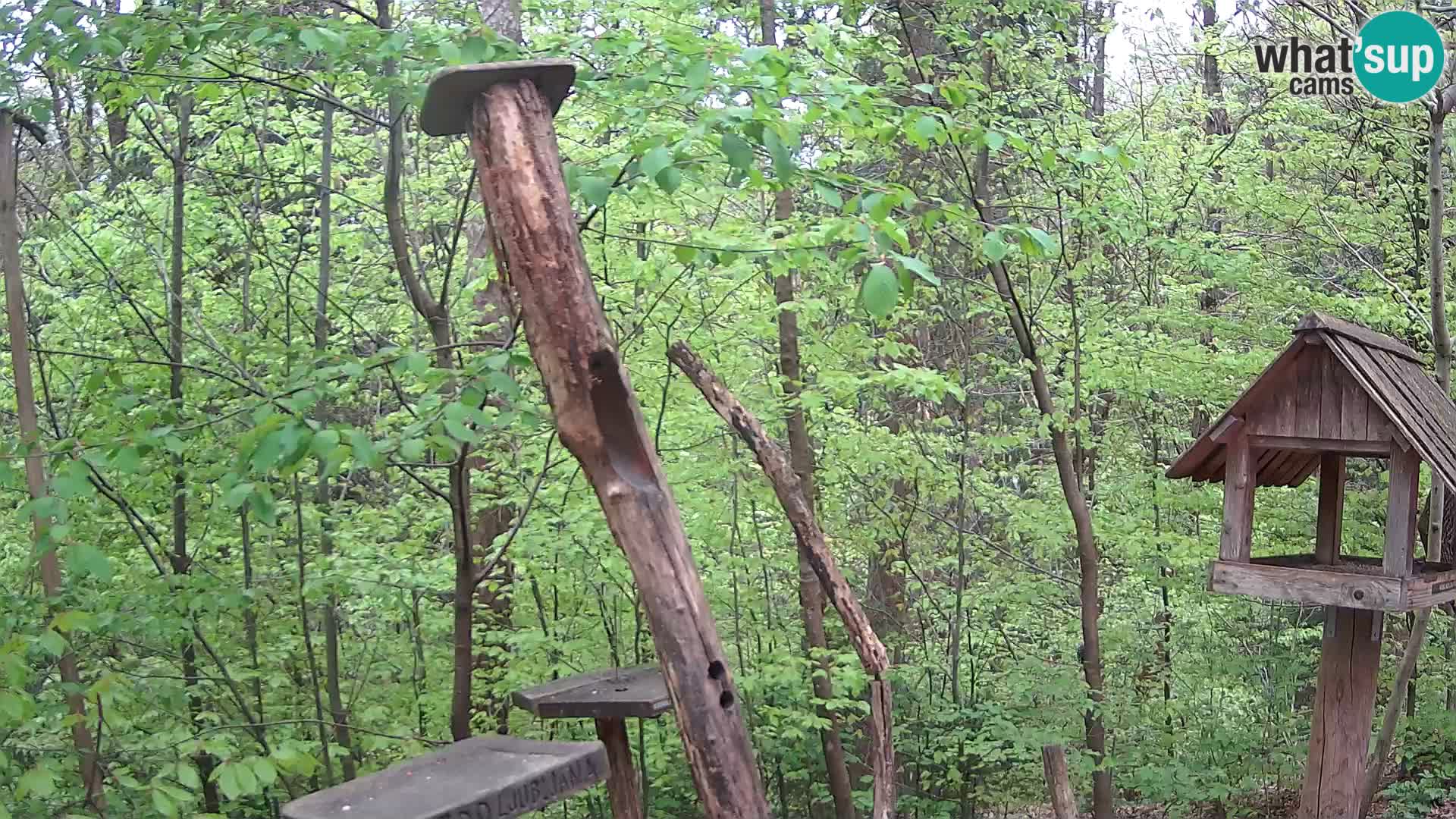 Hranilice za ptice u ZOO web kamera Ljubljana