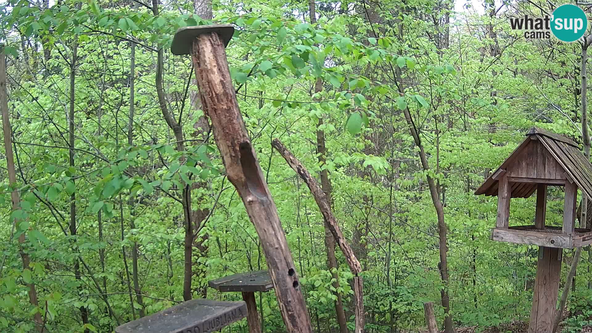 Hranilice za ptice u ZOO web kamera Ljubljana