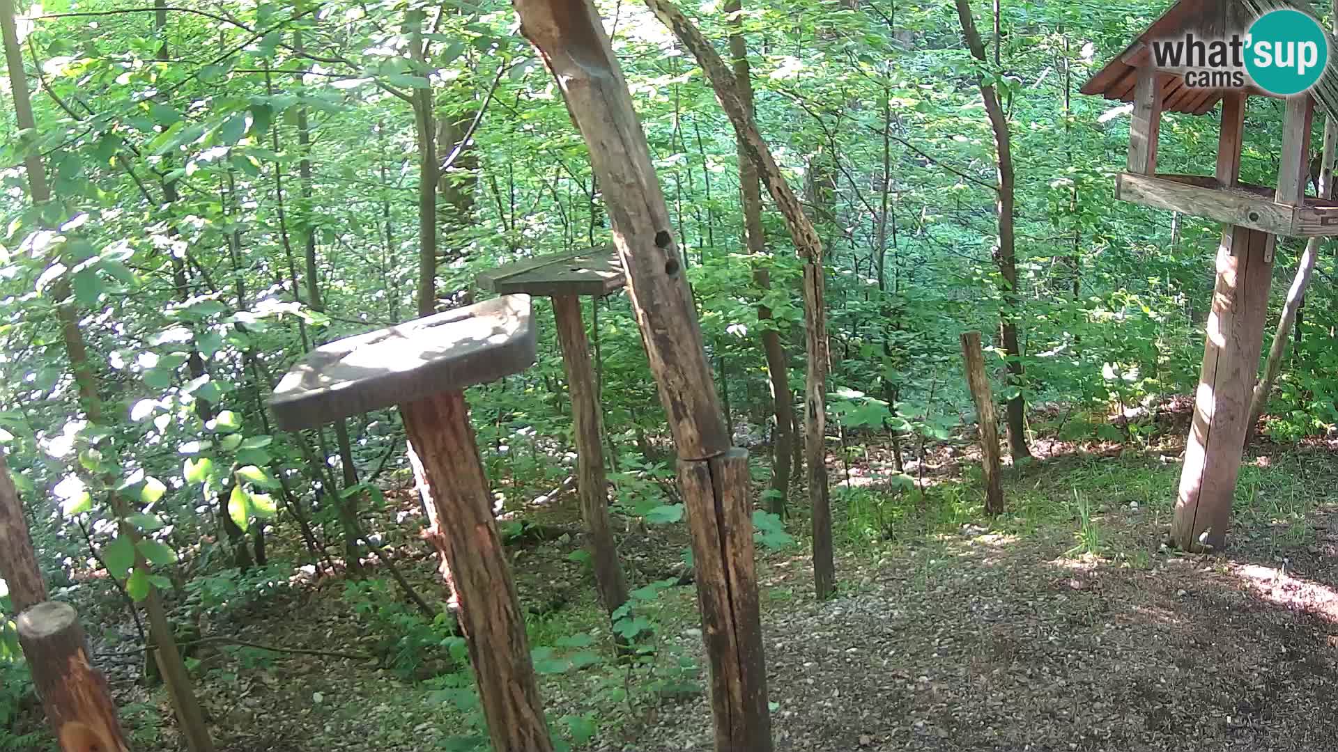 Krmilnice za ptiče v ZOO Ljubljana spletna kamera