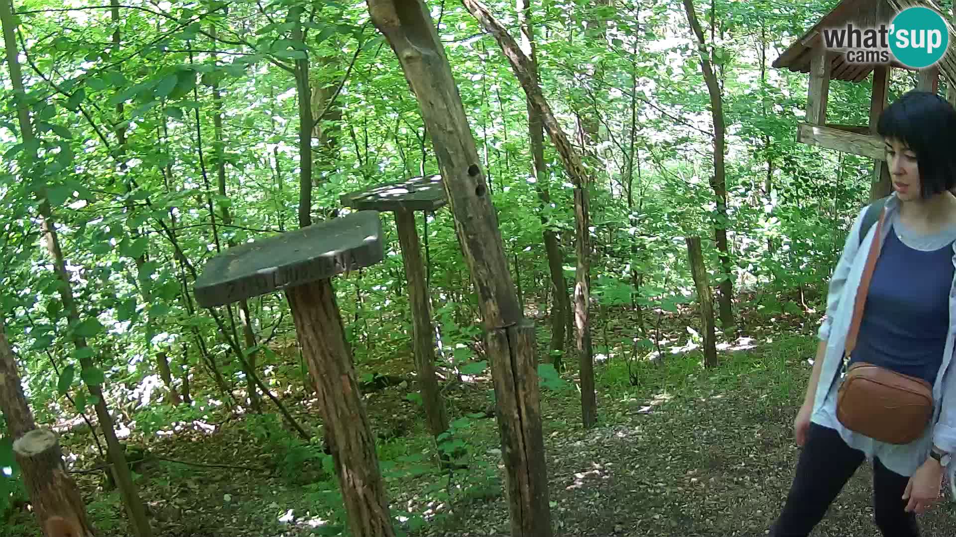 Mangeoires pour oiseaux au ZOO live webcam Ljubljana
