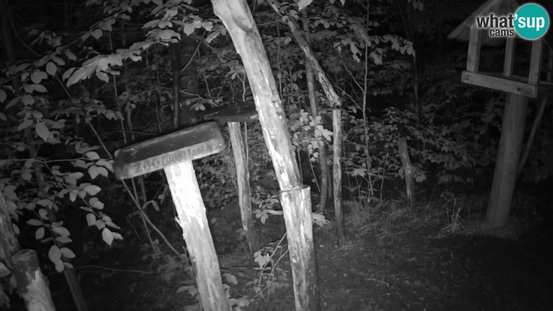 Mangeoires pour oiseaux au ZOO live webcam Ljubljana