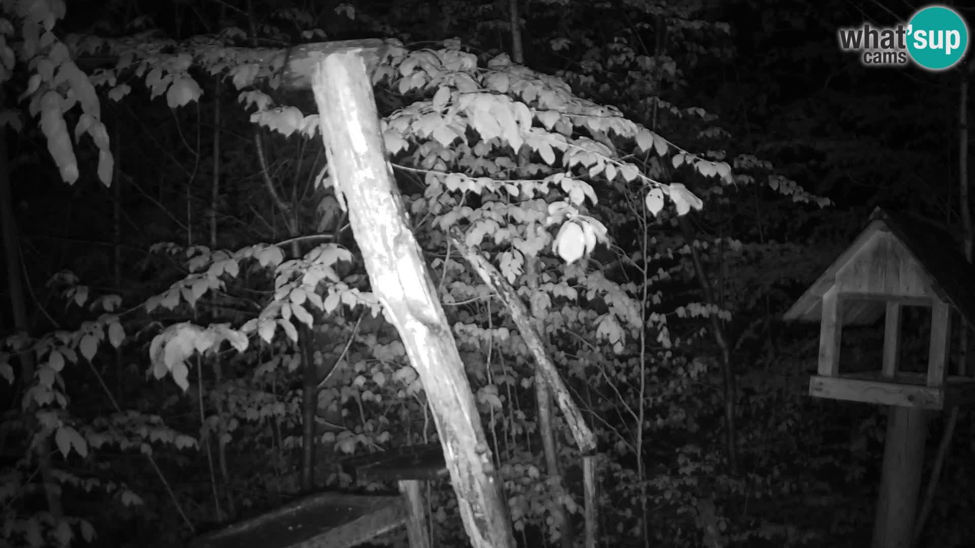 Comederos para pájaros en ZOO Ljubljana camera en vivo