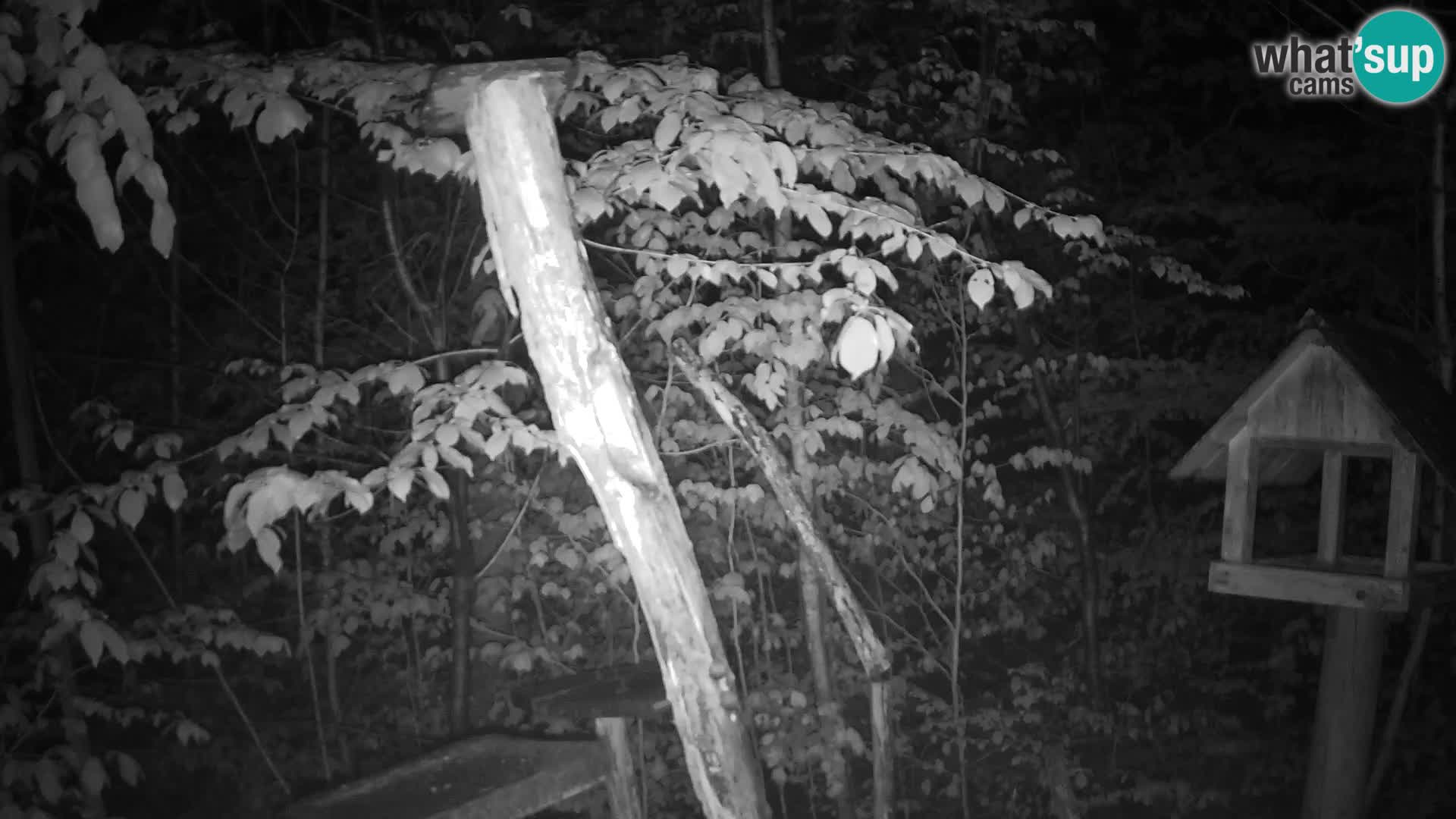 Comederos para pájaros en ZOO Ljubljana camera en vivo