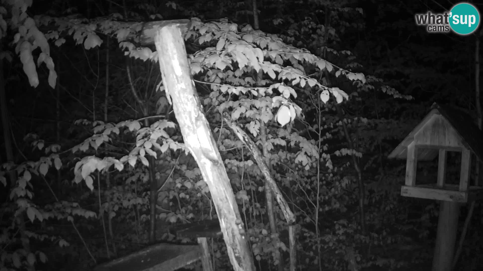 Comederos para pájaros en ZOO Ljubljana camera en vivo