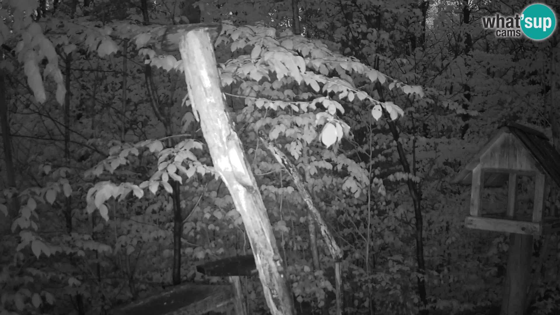 Mangeoires pour oiseaux au ZOO live webcam Ljubljana