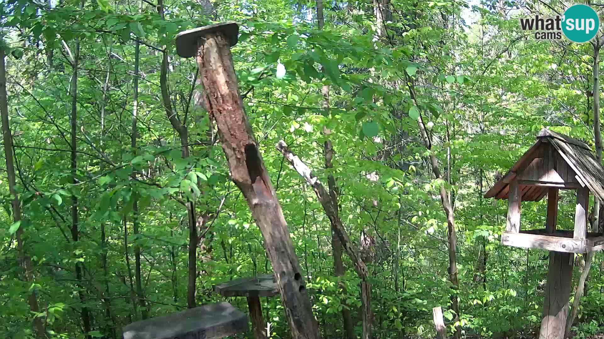 Comederos para pájaros en ZOO Ljubljana camera en vivo