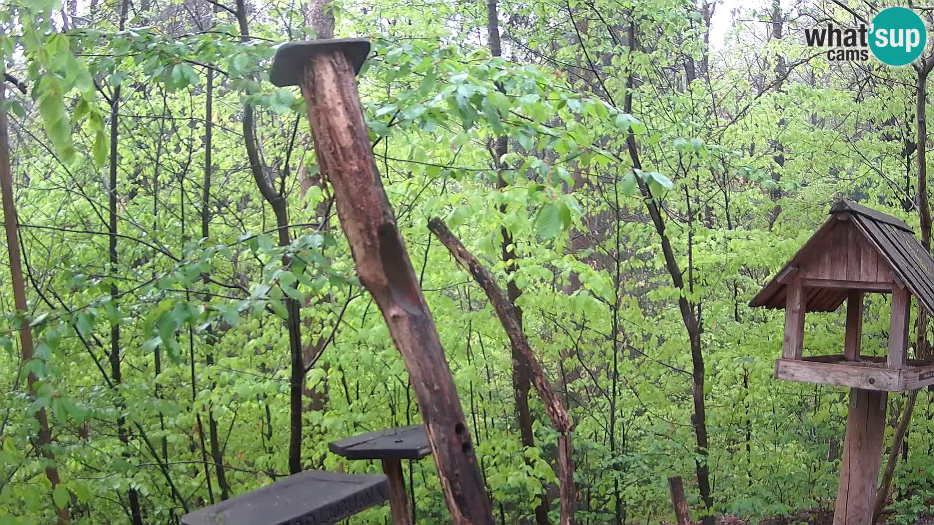 Hranilice za ptice u ZOO web kamera Ljubljana