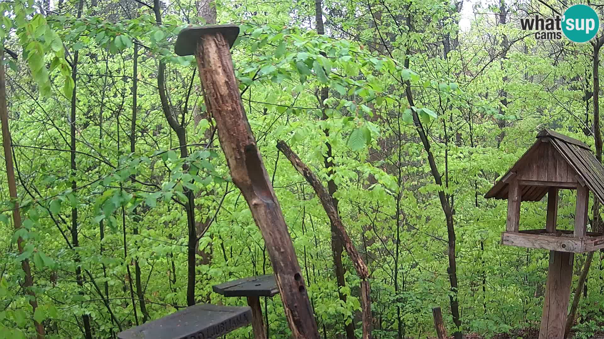 Mangeoires pour oiseaux au ZOO live webcam Ljubljana