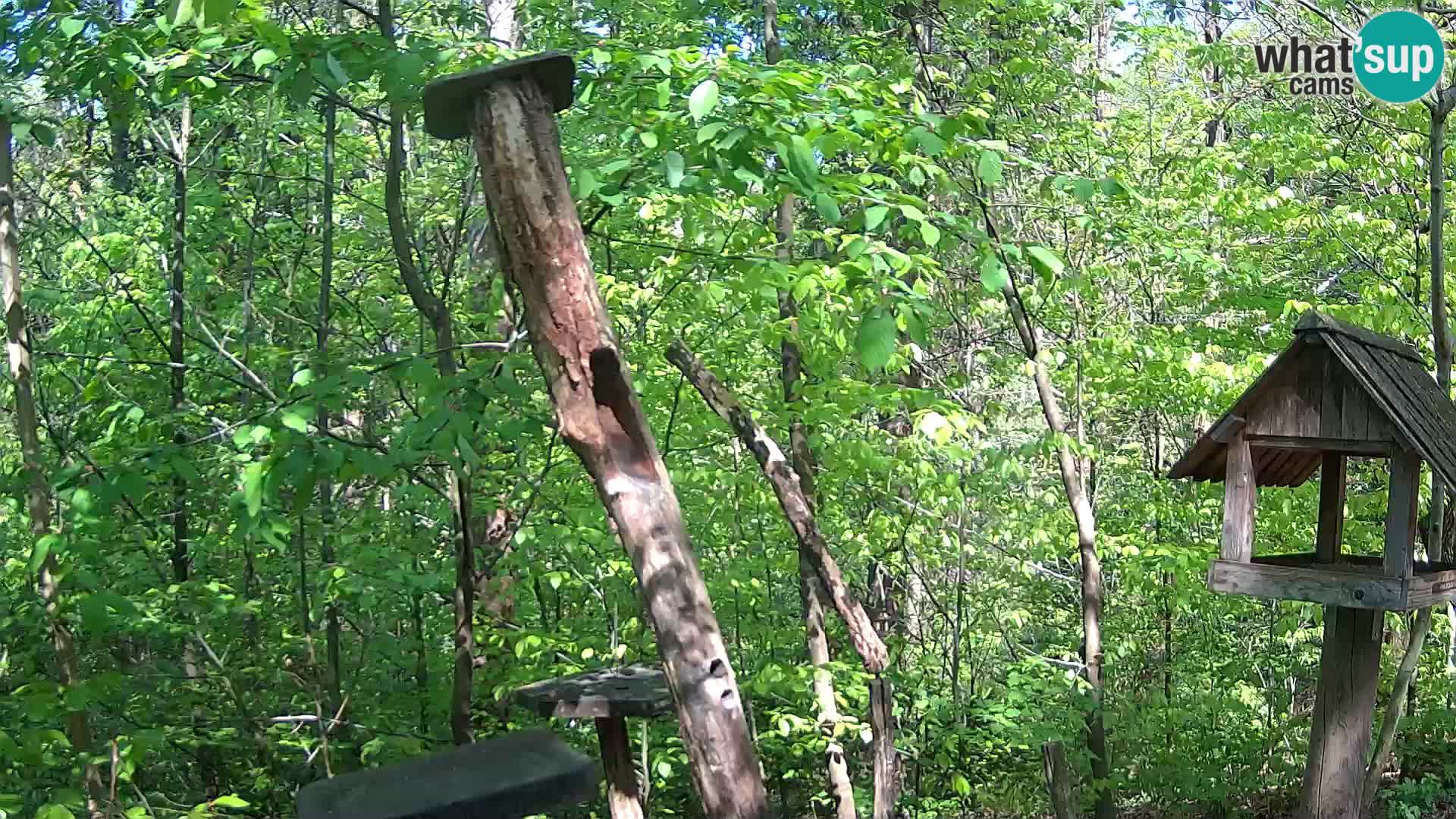 Krmilnice za ptiče v ZOO Ljubljana spletna kamera