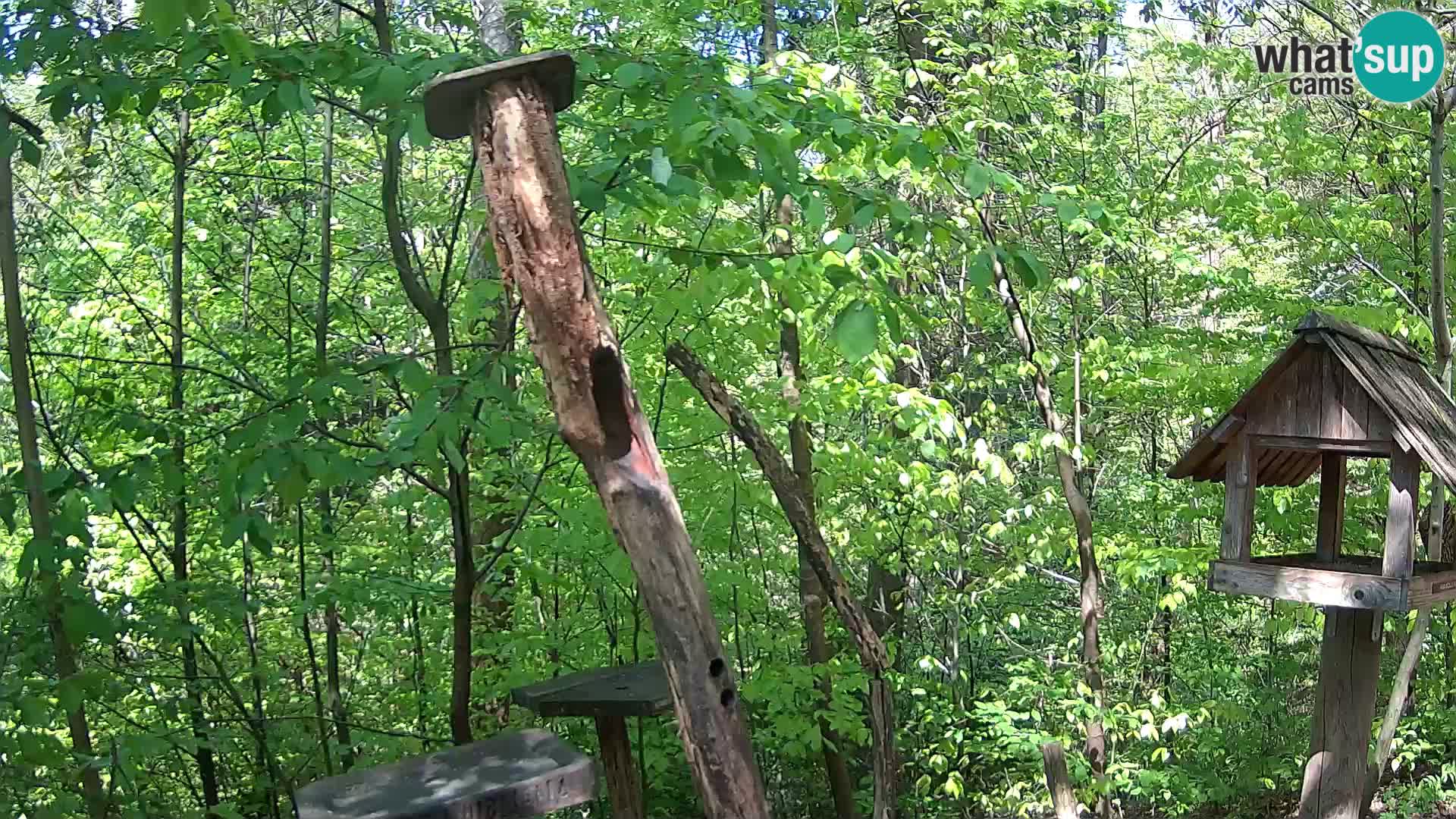 Vogelfutterhäuschen im ZOO webcam Ljubljana