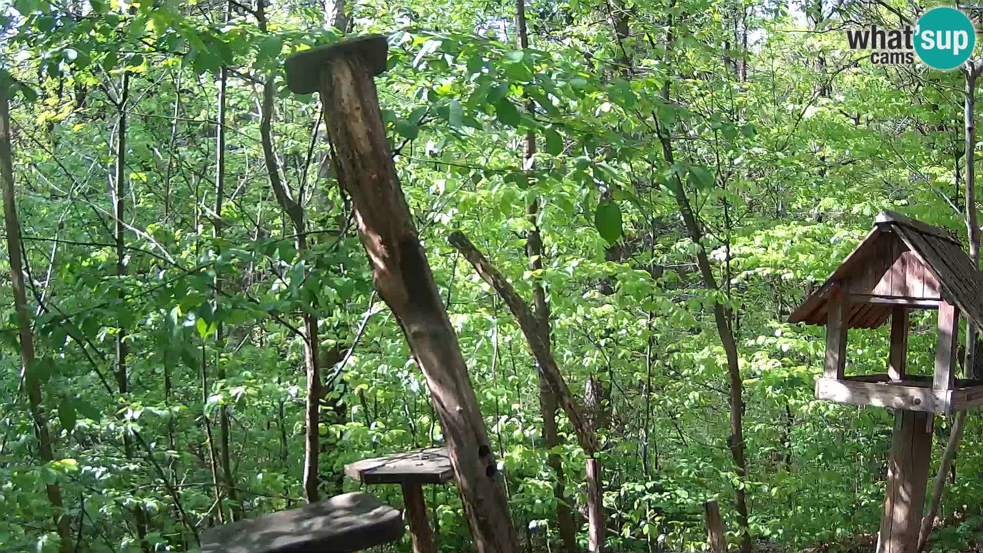 Mangeoires pour oiseaux au ZOO live webcam Ljubljana