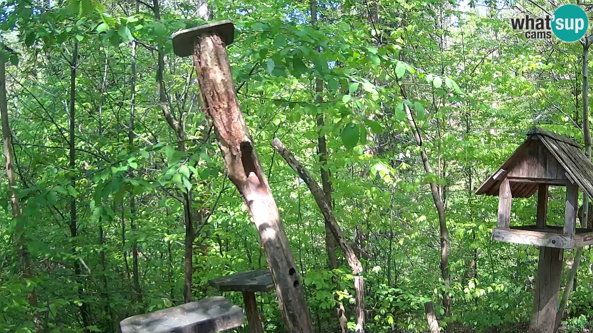 Vogelfutterhäuschen im ZOO webcam Ljubljana